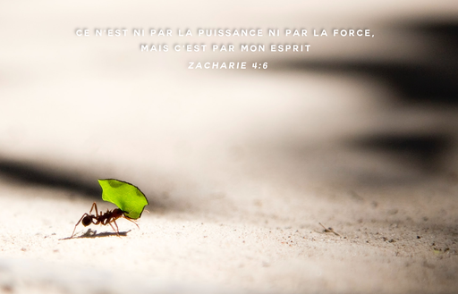 Fourmi A La Foi (Vide)